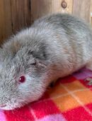 Meerschweinchen US Teddy in 25482