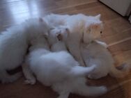 3 Katzen radgol - Nuthe-Urstromtal