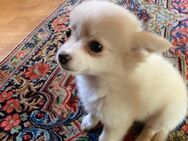 Chihuahua Welpe Rüde zu verkaufen - Worms