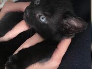Schwarze Main coon mix Babys Ulm - Ulm