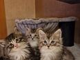 Norwegische Waldkatzen Kitten in 08321