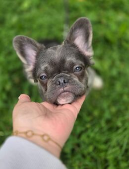 Französische Bulldogge (Fluffy) - Remscheid