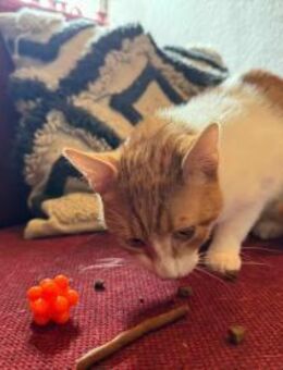 Porto, lieber Kater sucht Familie - Köln