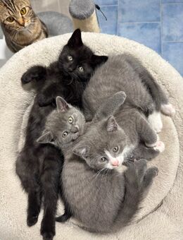 BKH Kitten - Alfter