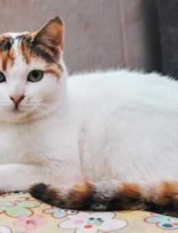 Wunderschöne Aylin sucht ruhiges Zuhause - Beckingen