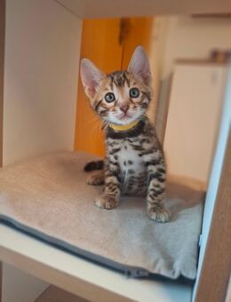 Wunderschöne Reinrassige Bengal kitten mit Stammbaum - Ankum