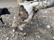 Woody sucht seine Familie - Markkleeberg