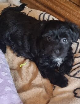 Maltipoo Babys - Weilerswist