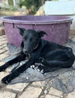 Betty hat einen Neuanfang verdient - Oberhausen (Rheinland-Pfalz)