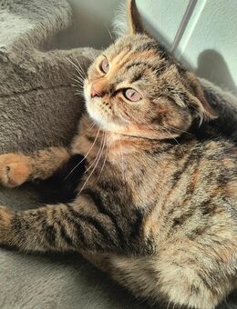 Zarte Golden Shaded Perser-Mix Katzenprinzessin – 4 Monate – sehr lieb & verschmust - Wittenberg (Lutherstadt)