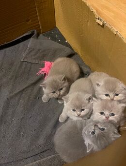 5 kitten suchen ein neues Zuhause - Bremen