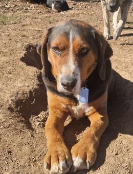 🧡 BARY 🧡 - LIEBT KLEIN & GROß! - Alfeld (Leine)