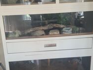 XXL Terrariumwand - Terrarium - Terrarien - Reptilien - Berlin