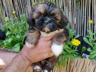 4 Süße Shih Tzu Welpen - Kassel