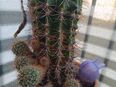 Junge Kaktus in 97421