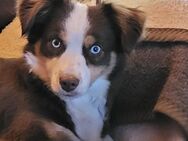 Wurfankündigung Miniature Australian Shepherd Herbst 2025 - Völklingen