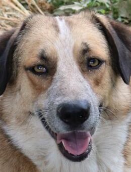 Nena, geb. ca. 10/2017, GRIECHENLAND - Markdorf