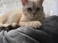 BKH Kater Black Silver Shaded - Bremen