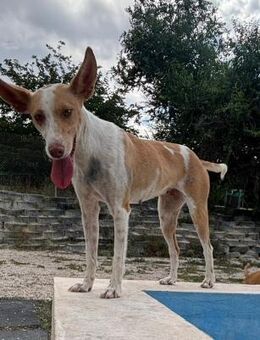 Enera mit Mama im Tierheim - Ludwigshafen (Rhein)