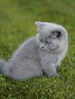 BKH Kater blue - Grünow (Brandenburg)