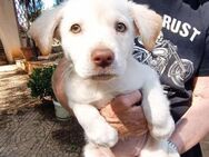 Gea auf Familiensuche - Bad Vilbel