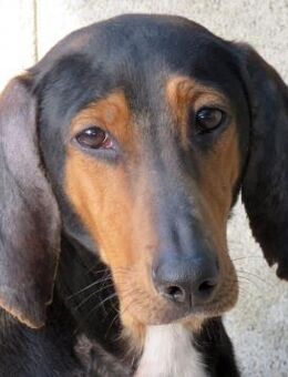 Elvis 2 -fröhlich und temperamentvoll- - Oldenburg