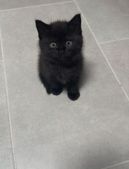Babykatze Kitten - Wiehl
