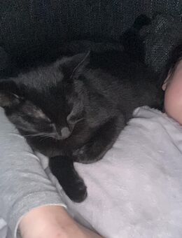 Katze zu verkaufen - Büdingen