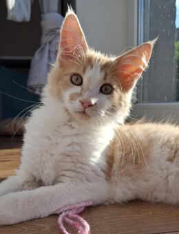 Norwegische Waldkatze - Maine Coon Mix Kater - Sarzbüttel