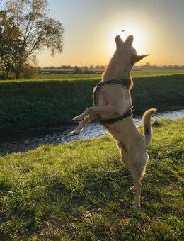 🐾 Zuhause gesucht für liebevollen, charakterstarken Karpatenhund-Mix 🏡 - Hemsbach
