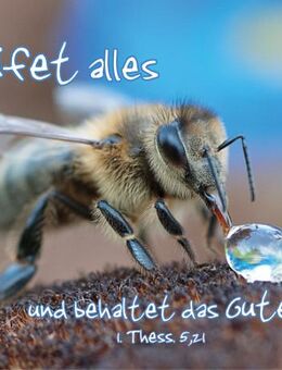 Jahreslosung 2025 Postkarte - Von Wassertropfen trinkende Biene - Postkarten zur Jahreslosung - Motive - Bilder - Ideen - - Wilhelmshaven