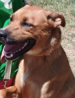 Alegria ist fröhlich - Donaueschingen