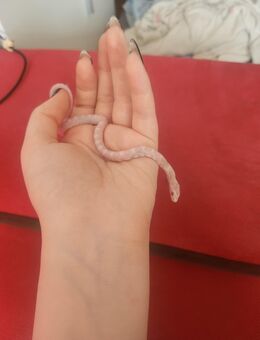 3 Kornnattern, Farbschlag Snow, je 50€ (Babys) - Erfurt