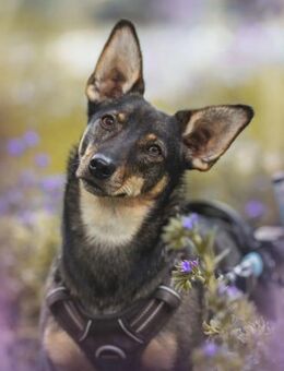 Kara lebensfrohe Hündin mit handicap - Kallmünz