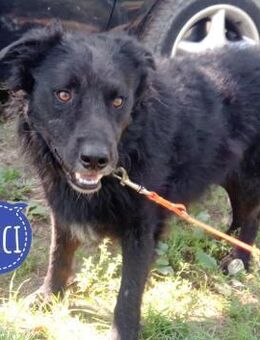 Pucci ein schwarzer Schatz - Flörsheim-Dalsheim