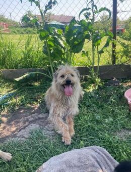 💖Zauberhafte Brenda sucht dich💖 - Eislingen (Fils)