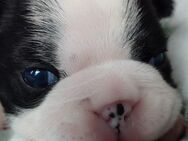 VDH/ KfT Zucht Boston Terrier Mädchen/Welpe - Lemgo