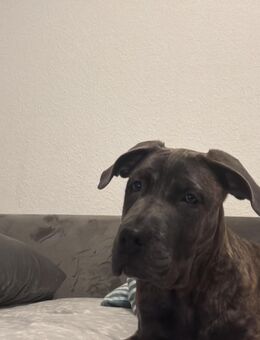 Presa Canario Welpe 6 Monate (Akira) - Hagen (Stadt der FernUniversität) Haspe
