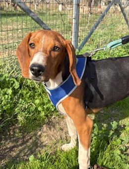 Boef sucht sein Glück! - Krefeld