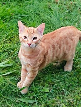 BKH Mix Kitten suchen ein neues liebevolles Zuhause - Ölbronn-Dürrn