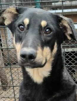 PINKAS ~ wunderschöner, sportlicher Rüde - Duisburg