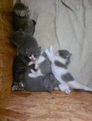 Sechs Süße BKH Kätzchen sind ab Ende Oktober auf der Suche nach einen neuen Zuhause! in 06242