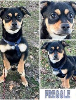 FREGGLE -Rundum tolles Hundekind- - Duisburg