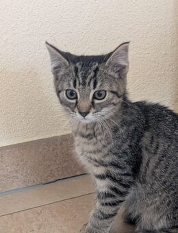 Katzenbabys abzugeben - Heimbach (Nordrhein-Westfalen)