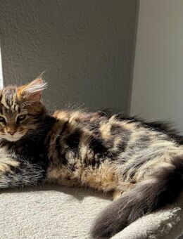 Kitten! Maine Conn&sibirische Waldkatze - Hannover