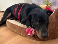 Sensibler, katzenverträglicher Hundejunge, gepflegt, stubenrein, kastriert - Alfeld (Leine)