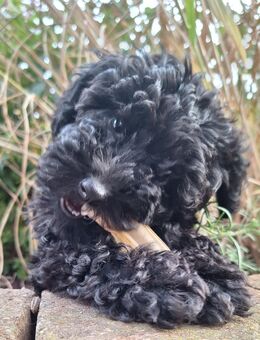 Toypudelwelpen Zwergpudelwelpen Toypudel Zwergpudel, Welpen - liebevoll aufgezogen - Magdeburg