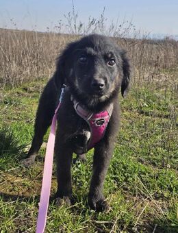 Minikleines Welpen - Mädelchen Emma.... - Mannheim