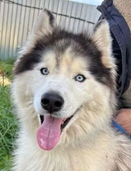 BLOSSOM - lieb und wunderschön - Augsburg