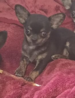 Verkaufe wunderschönes Chihuahua Mädchen - Chemnitz